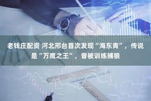 老钱庄配资 河北邢台首次发现“海东青”，传说是“万鹰之王”，曾被训练捕狼